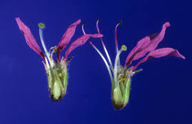 Image result for Lythraceae