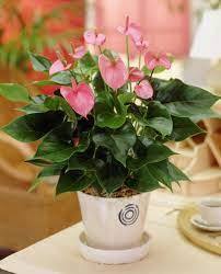 Flamingo Flower Pink Champion Plants Indoor Air Purifying Plants Indoor Plant Pots