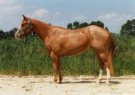 American Quarter Horse Wikipedia
