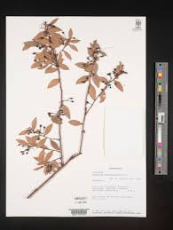 Image result for Vaccinium madagascariense