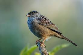 Golden Sparrow Wall Art for Sale