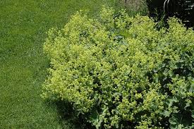 Image result for Alchemilla kiwuensis