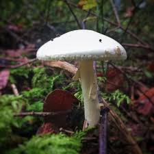 The Deadly One Mooshroom Deadlyone Knollenblatterpilz Wildfood Emmental Switzerland Bern Onlyeatonce By Tzulauf Cogumelos