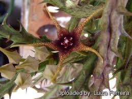 Image result for Orbea caudata