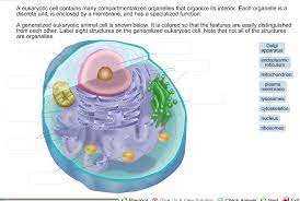 Maybe you would like to learn more about one of these? A Eukaryotic Cell Contains Many Compartmentalized Chegg Com