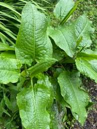 Image result for Rumex nepalensis