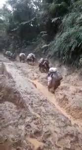 Iba Rengueando La Yegua Traia La Carga Bodega Tienda Charra iba rengueando la yegua traia la carga bodega tienda charra