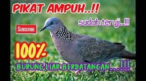 Check spelling or type a new query. Kicau Burung Tekukur App Android à¤• à¤² à¤ à¤¡ à¤‰à¤¨à¤² à¤¡ 9apps