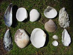 Check spelling or type a new query. Shells As Containers For Melting Pitch