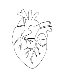 Check spelling or type a new query. Heart One Line Drawing Continuous Line Art Anatomical Heart Line Art Drawings Anatomical Heart Art Outline Art