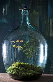 Http Www Forestforever Eu Index Php Bottle Garden Garden Terrarium Bottle Terrarium