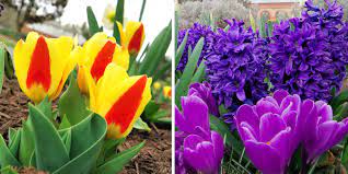 We did not find results for: Biltmore Blooms Spring Flowers Guide