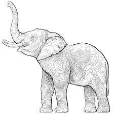 Elephant Coloring Pages For Adults - Best Coloring Pages For Kids Elephant Drawing Elephant Sketch Elephant Coloring Page