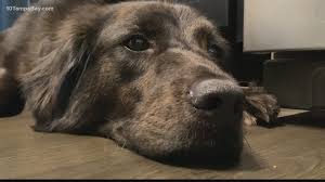 Maybe you would like to learn more about one of these? Adopting A Pet For The Holidays Consider This First Wtsp Com