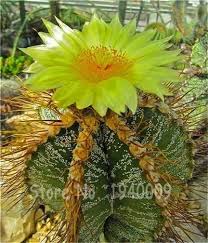 Orchid flowers come in many varieties, with almost any shape, color, and size. Promotion 100 Pcs Mini Cactus Rebutia Variety Flowering Color Cacti Rare Cactus Office Mini Plants Rare Succulent Flower Cactus Plants Plants Cactus Flower