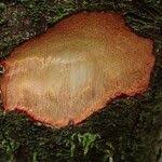 Image result for Heisteria zimmereri