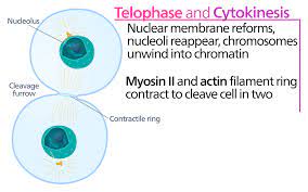 Check spelling or type a new query. When Does Cytokinesis Occur In Mitosis Albert Io
