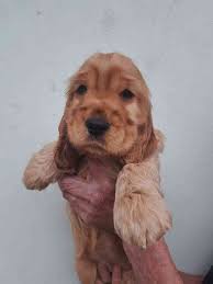 Image result for anglický kokršpaněl