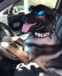 Georgia Police K9 Foundation 的Instagram photo • Jan 7, 2025 at 4:00 AM