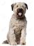 Puppy Bouvier Des Flandres