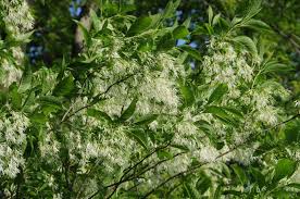 Image result for Chionanthus foveolatus