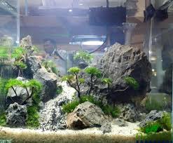 Acuario Plantado Paludarium Aquatique Paysage