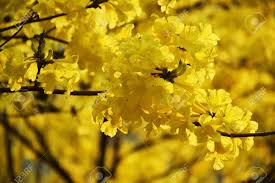 In victorian times they were a secret symbol given to express love covertly. Golden Tree Tallow Pui Yellow India Commonly Known As Golden Tree Grows Well In Northern Thailand