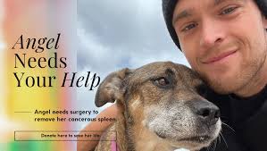 Fundraiser for James Kropp by Danielle Hanosh : Angel's Lifesaving Surgery