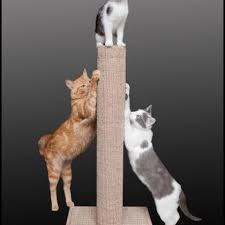 Topcat Products Home Facebook Cat toys catnip cat house cat furniture uk best cat bed rabbits, guinea pigs gerbils small creatures bunny.