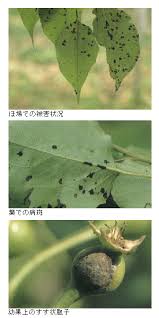 島根県 ナシの黒星病 トップ しごと 産業 農林業 技術情報 農業技術情報 病害虫防除所 病害虫データベース 目次 ナシ