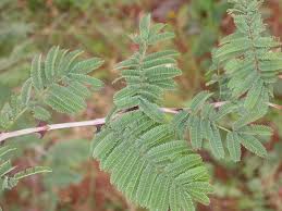 Image result for Acacia fleckii