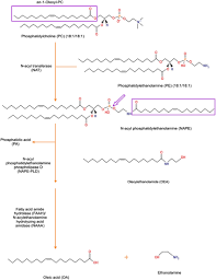 Initialism of organisation des états américains (oas). Metabolism Of Oleoylethanolamide Oea In Mammalian Cells Adapted Download Scientific Diagram