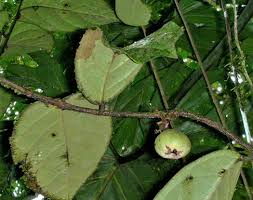 Image result for Icacinaceae