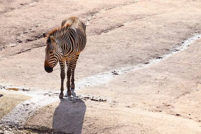 Wildlife qatar Images - Free Download on Freepik