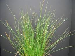 Image result for Cyperus maculatus