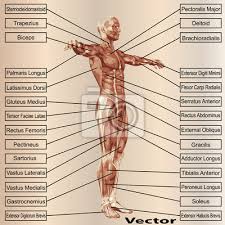 Keywords:anatomy, muscle, muscles, skeleton, skull, human, male, man, muscular system, muscles,musculature, skeletal, realistic, torso. 3d Human Male Anatomy With Muscles And Text Fototapete Fototapeten Deltoid Anatomisch Muskulatur Myloview De