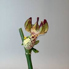 Image result for Ceropegia achtenii