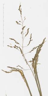 Image result for Sporobolus consimilis