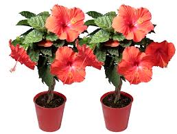 Find helpful customer reviews and review ratings for purple hibiscus at amazon.com. Costa Farms Live Outdoor 20in Tall Multicolor Braided Hibiscus Flowering Full Sun Plant 2 Pack Walmart Com Walmart Com