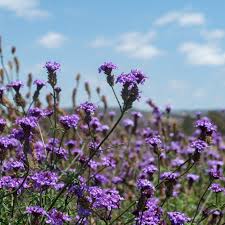 Image result for Nemesia lilacina