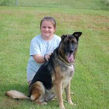 They make great guard dogs and wonderful companions. Randy S Gsd Rescue Posts Facebook