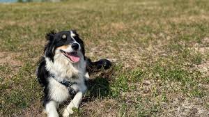 Image result for australian shepherd