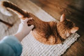 5 Practical Cat Diapers And Why Your Cat Needs Them