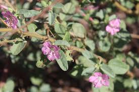 Image result for Pyrostria phyllanthoidea