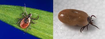 Coxae, and scutum (figures 1, 2) can be used to identify ticks of all stages to species. Ticks Real Life Vampires Science For Georgia