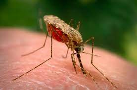 The Mosquito Hunters Perspectives From Vector Biologists In The Harvard Mit Community Science In The News