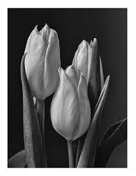 Three Tulips Fine Art Flowers Nature Floral Wall Decor Prints Black And White Photograph White Flower Photos Flowers Photography Black And White Flowers