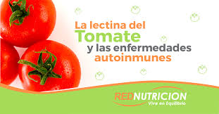 A esta estructura de cuatro azúcares o sustancia precursora, se le unen otros azúcares que le dan la especificidad a cada antígeno abo. La Lectina Del Tomate Resiste A La Digestion En El Tubo Digestivo De Los Mamiferosy Se Une A Las Vellosidades Intestinales Sin Producir Efectos Deletereos Rednutricion Dieta Del Genotipo En Chile