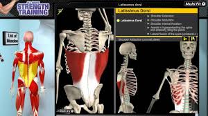 Er gehört zur sekundären rückenmuskulatur , die von dorsal auf den schultergürtel einwirkt. Latissimus Dorsi Youtube