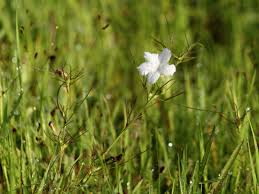 Image result for Rhamphicarpa